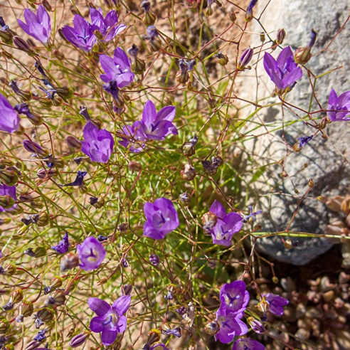 Wahlenbergia patula (Wahlenbergia intricatissima) - 5 Seed Pack