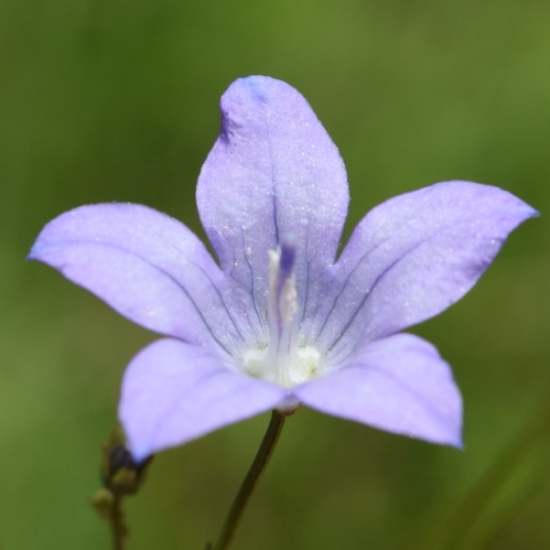Wahlenbergia paucidentata - 5 Seed Pack