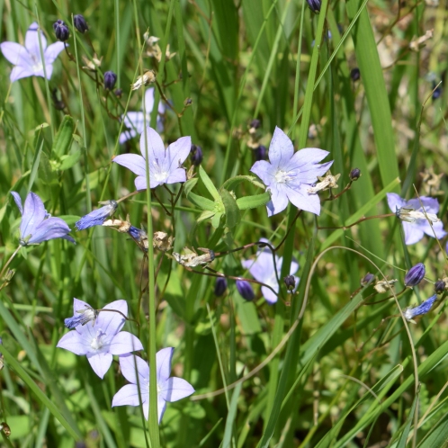 Wahlenbergia paucidentata - 5 Seed Pack - Image 2