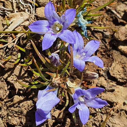 Wahlenbergia polytrichifolia ssp. dracomontana - 5 Seed Pack - Image 3
