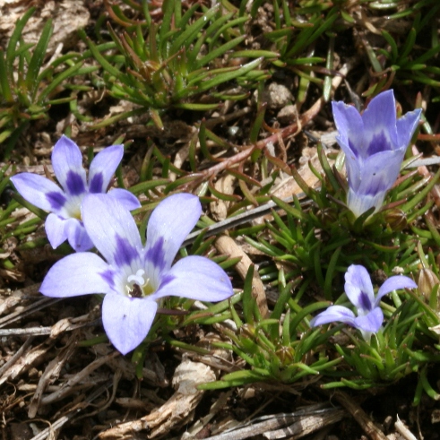 Wahlenbergia polytrichifolia ssp. dracomontana - 5 Seed Pack - Image 2