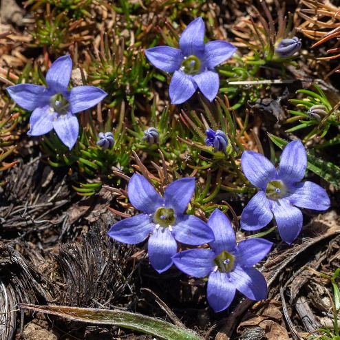 Wahlenbergia polytrichifolia ssp. dracomontana - 5 Seed Pack