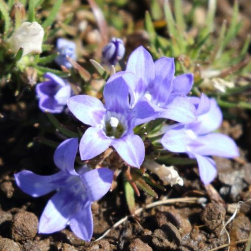 Wahlenbergia polytrichifolia ssp. polytrichifolia - 5 Seed Pack - Image 2