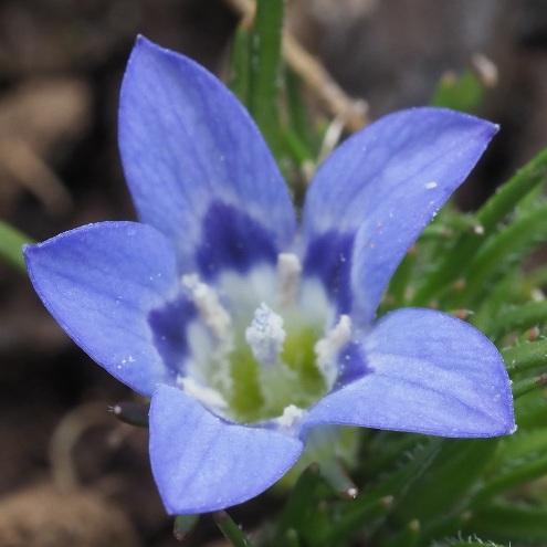 Wahlenbergia polytrichifolia ssp. polytrichifolia - 5 Seed Pack