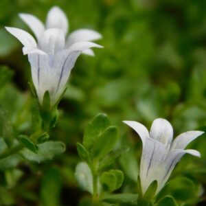 Wahlenbergia procumbens (Campanula procumbens) - Creeping Capebell - 5 Seed Pack