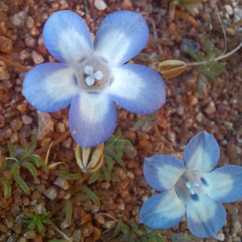 Wahlenbergia roelliflora - 5 Seed Pack - Image 2