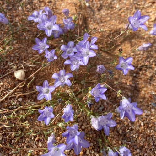 Wahlenbergia roelliflora - 5 Seed Pack