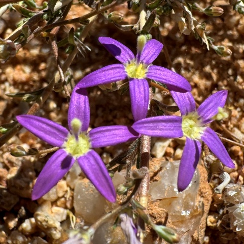 Wahlenbergia sonderi - 5 Seed Pack