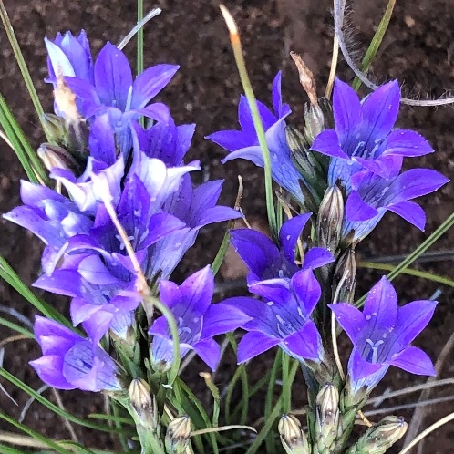Wahlenbergia squamifolia - Long-scaled Bluebell - 5 Seed Pack