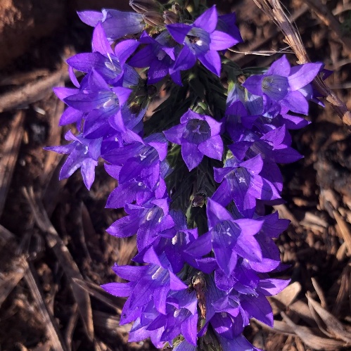 Wahlenbergia squamifolia - Long-scaled Bluebell - 5 Seed Pack - Image 2
