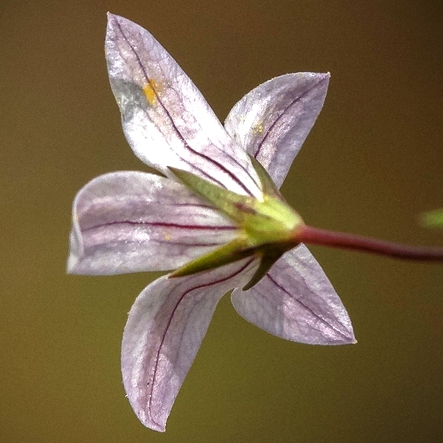 Wahlenbergia stellarioides - 5 Seed Pack - Image 3
