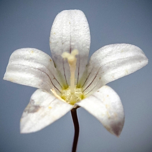 Wahlenbergia stellarioides - 5 Seed Pack - Image 2