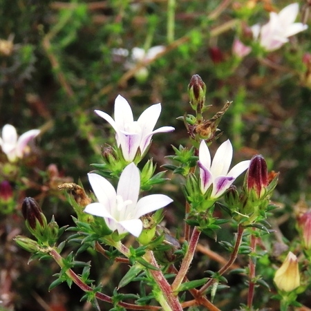 Wahlenbergia stellarioides - 5 Seed Pack
