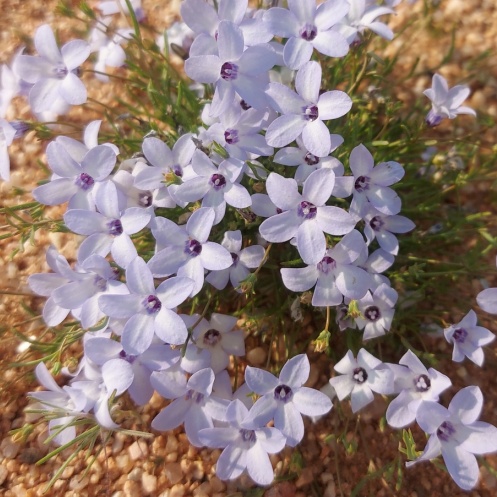 Wahlenbergia subumbellata - 5 Seed Pack