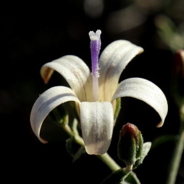 Wahlenbergia thunbergiana - 5 Seed Pack