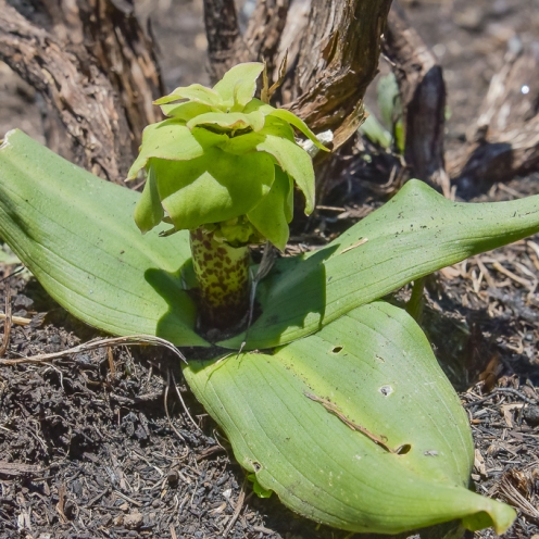 Eucomis grimshawii - Alpine Pineapple Lily - 5 Seed Pack
