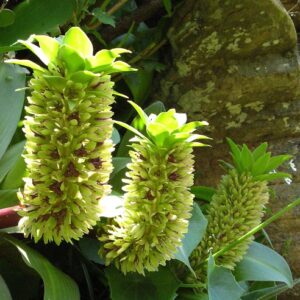 Eucomis humilis - Dwarf Pineapple Lily - 5 Seed Pack