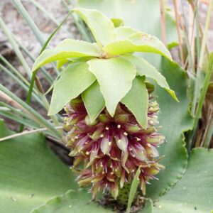 Eucomis montana - Montane Pineapple Lily - 5 Seed Pack