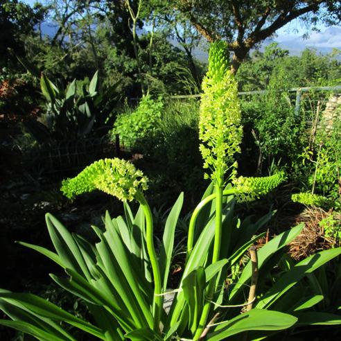 Eucomis pallidiflora ssp. pallidiflora - Giant Pineapple Lily - 5 Seed Pack - Image 2