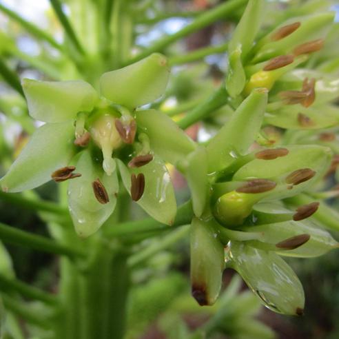 Eucomis pallidiflora ssp. pallidiflora - Giant Pineapple Lily - 5 Seed Pack - Image 3