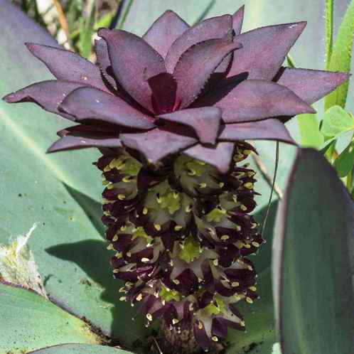 Eucomis schijffii - Miniature Pineapple Lily - 5 Seed Pack
