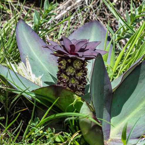 Eucomis schijffii - Miniature Pineapple Lily - 5 Seed Pack - Image 2