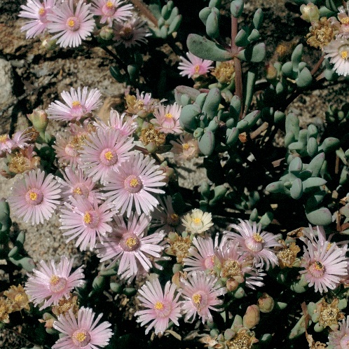 Oscularia alba (Lampranthus albus) - 5 Seed Pack