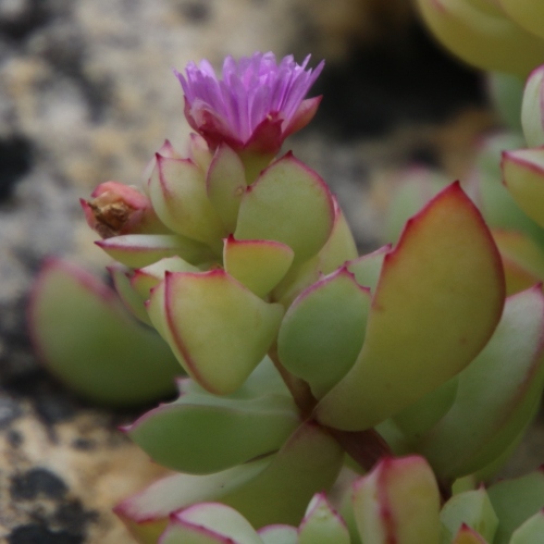 Oscularia caulescens (Mesembryanthemum caulescens) - Gum Toothfig; Sandsteenvygie - 5 Seed Pack - Image 2