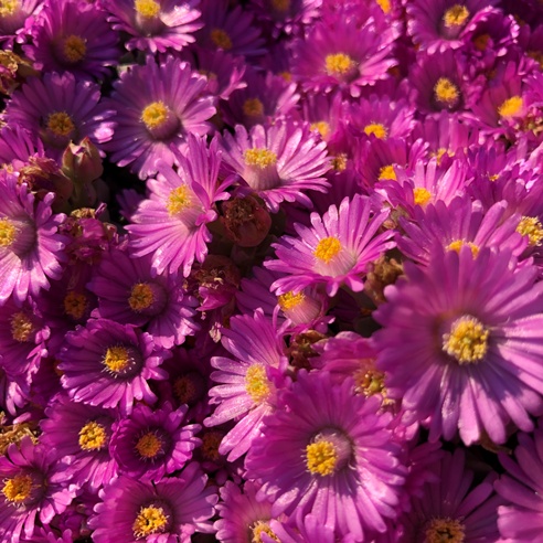 Oscularia caulescens (Mesembryanthemum caulescens) - Gum Toothfig; Sandsteenvygie - 5 Seed Pack