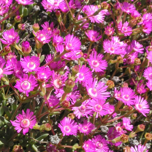 Oscularia cedarbergensis (Lampranthus cedarbergensis) - Cederberg Toothfig; Vyebos - 5 Seed Pack
