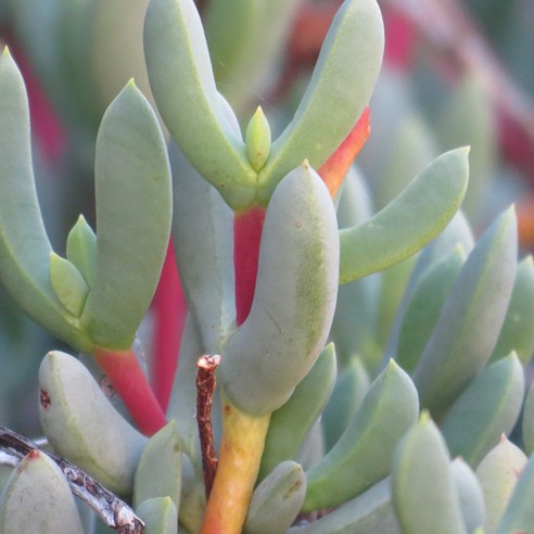 Oscularia cedarbergensis (Lampranthus cedarbergensis) - Cederberg Toothfig; Vyebos - 5 Seed Pack - Image 2