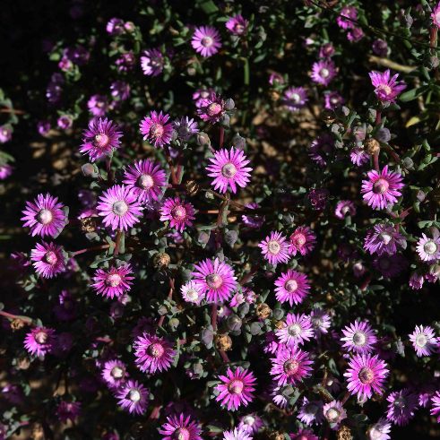 Oscularia cedarbergensis (Lampranthus cedarbergensis) - Cederberg Toothfig; Vyebos - 5 Seed Pack - Image 3