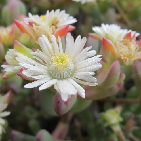 Oscularia comptonii (Mesembryanthemum comptonii) - 5 Seed Pack