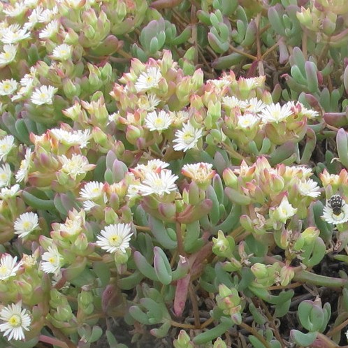 Oscularia comptonii (Mesembryanthemum comptonii) - 5 Seed Pack - Image 2