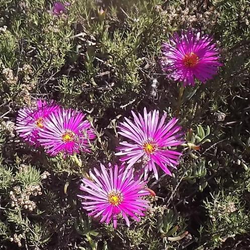 Oscularia excedens (Mesembryanthemum excedens) - 5 Seed Pack