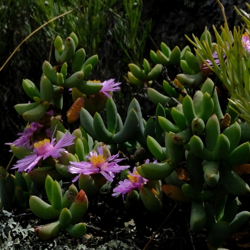 Oscularia guthriae (Sederbergia guthrieae) - 5 Seed Pack