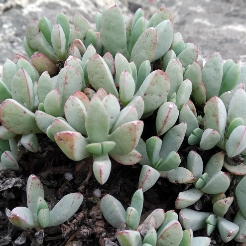 Oscularia paardebergensis (Mesembryanthemum paardebergense) - 5 Seed Pack
