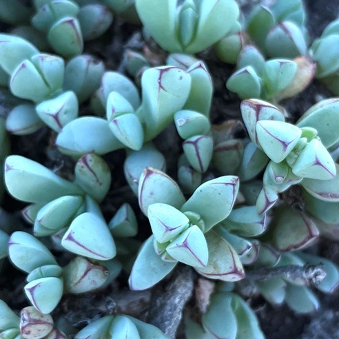 Oscularia steenbergensis (Lampranthus steenbergensis) - Saldanha Toothfig - 5 Seed Pack