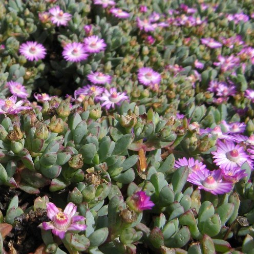 Oscularia steenbergensis (Lampranthus steenbergensis) - Saldanha Toothfig - 5 Seed Pack - Image 2