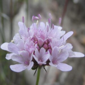 Scabiosa albanensis - 5 Seed Pack