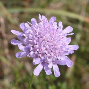 Scabiosa angustiloba (Scabiosa buekiana var. angustiloba) - 5 Seed Pack