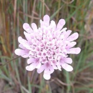 Scabiosa buekiana - 5 Seed Pack