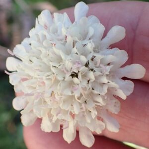 Scabiosa drakensbergensis - Dragon Scabious; Koringblom - 5 Seed Pack