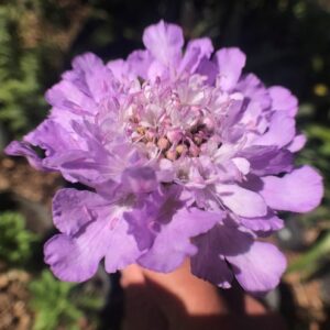 Scabiosa incisa - Beach Scabious; Koringblommetjie - 5 Seed Pack
