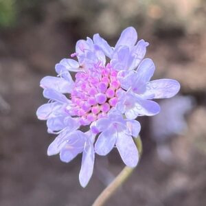 Scabiosa tysonii - Wild Scabious - 5 Seed Pack