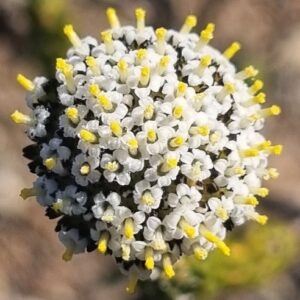 Stoebe aethiopica (Stoebe phylicoides) - Juniper-Leafed Stoebe; Knoppiesbos - 5 Seed Pack
