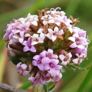 Stoebe capitata (Gymnachaena bruniades) - Pienkhofie-slangbos - 5 Seed Pack
