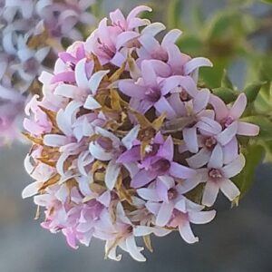 Stoebe cyathuloides (Stoebe humilis) - Wingleaf Snakebush - 5 Seed Pack