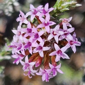Stoebe fusca (Seriphium fuscum) - Cone Snakebush - 5 Seed Pack