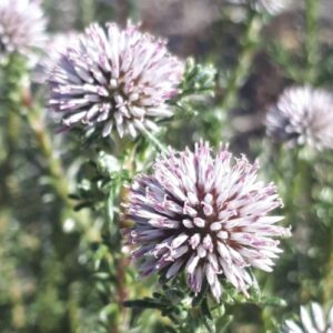 Stoebe leucocephala (Stoebe squarrosa) - 5 Seed Pack